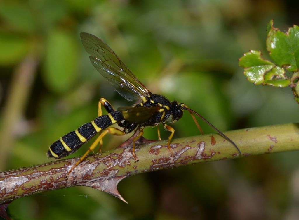 Ichneumonidae: Metopius sp. ?  S, Metopius cfr. dentatus